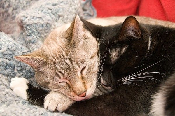 calin chats